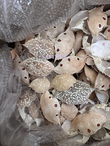 Wholesale Bulk Packaged <b>Crab</b> Shell Seashell Material for Artful Painted <b>Decorations</b> Natural Crafts and Food Stuff Farci - Product Image 3