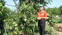 Mango 100% puur fruitconcentraat 65 Brix 200kg bulkvat VINUT voor importeurs & drankenproducenten fles/doos