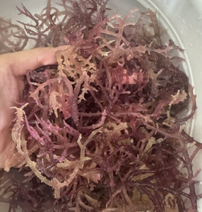 สาหร่ายเวียดนามพันธุ์ Purple Cottonii ตากแห้งด้วยแสงแดด วัตถุดิบจากพืชทะเลสำหรับการผลิตคาร์ราจีแนน วัสดุเพิ่มความข้น - Product Image 2
