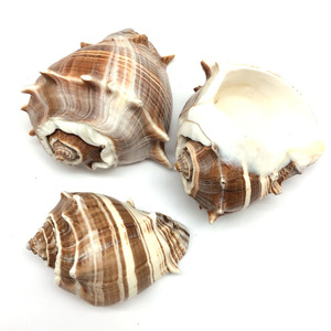 Conchas marinas naturales para decoración de bodas en casa, conchas de mar para acuarios de agua salada - Product Image 1