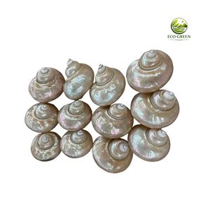 เปลือกหอยมุกสีขาวขนาดใหญ่สำหรับตกแต่งงานแต่งงาน ตู้ปลา งานฝีมือ เครื่องประดับ ขายส่งจำนวนมาก - Product Image 5