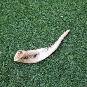 Shofar de cuerno de carnero pulido a mano, de la India, completamente pulido, de 12 a 14 pulgadas, para sonar. - Product Image 2