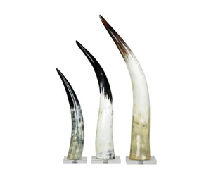 Paire de cornes de vache longues, matériau organique, écologique, artisanat de haute qualité, toucher réel, poli, style moderne Angel Love - Product Image 1