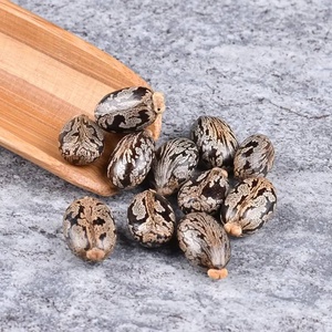 Semillas de Ricino Orgánicas de Alta Calidad, Secas, a Granel, Grado Alimenticio, 25 kg, TZ453G, para Uso Agrícola y Comestible - Product Image 4