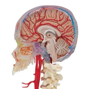Modèle anatomique du cerveau magnifié en PVC, structure vasculaire et nerveuse du cerveau, outil pédagogique pour l'enseignement médical - Product Image 1