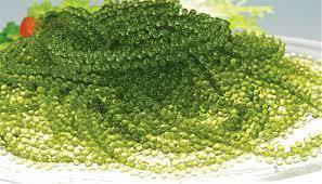 Uvas de Mar Verdes Premium para Exportación - Product Image 3