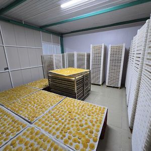 สับปะรดอบแห้งเกรดพรีเมียมสำหรับตกแต่งขนมหวานและผสมชาผลไม้ ผลิตภัณฑ์จากผลไม้เขตร้อนที่สะอาด - Product Image 6