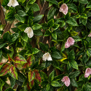 Panel de Césped Artificial Expandible con Hojas Verdes, Muro de Setos Sintético con Flores para Decoración de Patio y Jardín Exterior - Product Image 6