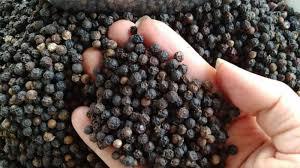 Vietnam Black <b>Pepper</b> Whole Dried Natural Spice Available for Wholesale from Factory Whole & <b>Ground</b>, ASTA Standard for Export - Product Image 2