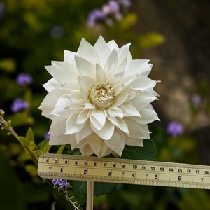 VADEE BIG FLOWERS DAHILA, Flor de Madera de Sola de 15 cm, Artesanía Hecha a Mano, Rosa Inglesa Sostenible, Modelo 002, Planta de Sesbania - Product Image 4