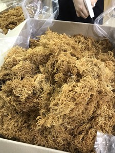 TOP-QUALITY VIETNAMESE <b>DRIED</b> SEA <b>MOSS</b> - BEST PRICE GUARANTEED - Product Image 6