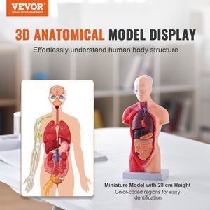 Modello di anatomia del busto umano da 11 pollici Modello di corpo umano educativo in 15 parti rimovibili per la scuola di apprendimento scientifico - Product Image 2