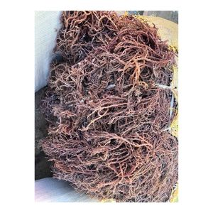 Cottonii Sea Moss Vietnam : Algues Marines Séchées Brutes pour la Fabrication d'Aliments sous Marque Blanche et les Acheteurs Exportateurs Mondiaux - Product Image 5