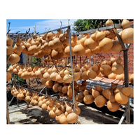Gourde séchée naturelle écologique, citrouille décorative pour la peinture artisanale, la décoration intérieure et les projets traditionnels faits à la main