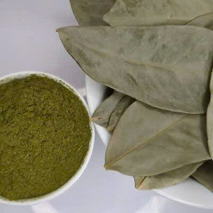 Dried Soursop Leaves Fermented Broken Black <b>Tea</b> Brew Hot Water Organic Health Non Sugar 50gr <b>Box</b> Packaging EXPAD CO Grade - Product Image 1