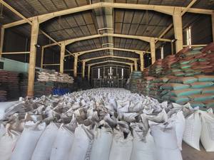 Pimienta picante Cultivo orgánico Vietnam Mejor Tasa de fábrica 630g/L Pimienta blanca limpia Estilo seco Contacto crudo Anna Do + 84982153058 - Product Image 5