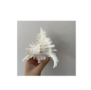 เปลือกหอยแก้วไวน์/เปลือกหอยเครื่องประดับเปลือกวัวต่างหูกระดิ่งเปลือกหอยสำหรับงานหัตถกรรมชายหาดธรรมชาติของขวัญฤดูร้อน - Product Image 2