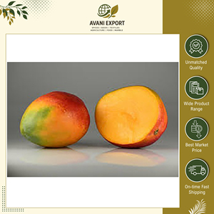 Vente exclusive de mangues Alphonso de qualité supérieure, au goût délicieux, fraîches et naturelles, de qualité A, jaunes et pures, pour les acheteurs en gros - Product Image 2