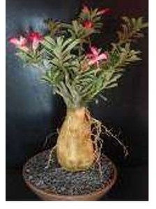 Produits de haute qualité en gros, arbres baobab tendance et uniques, articles de décoration pour la maison - Product Image 1