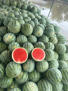 แตงโมไร้เมล็ดสดใหม่จากเวียดนาม – เนื้อแดงหวาน ตัวเลือกที่ดีที่สุดสำหรับผู้นำเข้าและผู้จัดจำหน่าย - Product Image 5