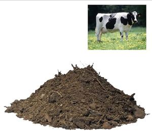 Proveedor de la India, Último Producto: Compost de Polvo de Estiércol de Vaca Puro, Fertilizante Orgánico para Crecimiento Natural, Indigo Organics, 24 Meses de Vida Útil - Product Image 6