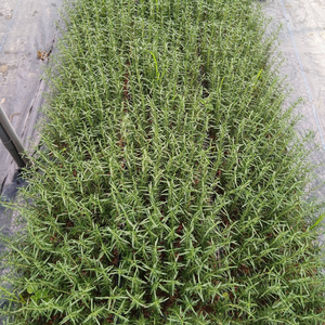 Hojas de romero secas seleccionadas de Vietnam para procesamiento industrial de alimentos y mercados mayoristas de especias por 99 Gold Data - Product Image 2