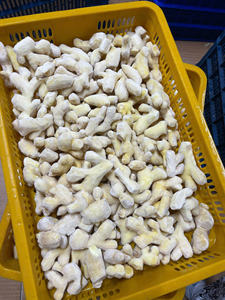 Gingembre entier congelé, racine propre et pelée, fourni pour le traitement et le commerce alimentaire mondial, Vietnam - Product Image 6
