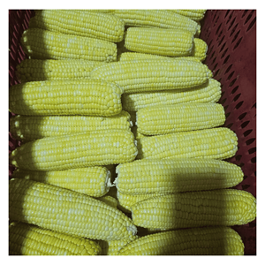 Maíz Congelado en Fábrica IQF, Empaque a Granel, Ideal para Ensaladas y Guarniciones Frías, Origen Vietnam, Corte Preciso, Preparación Rápida - Product Image 2