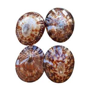 Concha Marina Natural de Vietnam, Pulida, Estilo Náutico, Recuerdo - Product Image 3