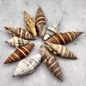 Conchas marinas naturales para decoración de acuarios, de gran calidad, limpias, en oferta al por mayor. - Product Image 3