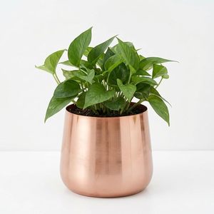 Maceta de Metal Hecha a Mano, Moderna, para Plantas de Interior, Decorativa, para Hogar, Oficina, Sala de Estar, Jardín - Product Image 1