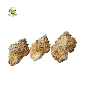 Natural Yellow Helmet Seashell DIY Rustic Modern Eco-Friendly Raw White Spiny Shell Home Decor Craft - Product Image 6