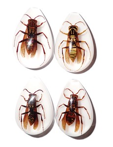 Yellow Paper Wasp Real Specimen Plastic Cabochon Pear Shape Cut <b>Top</b> 33x22 mm White Flat Bottom for Crafts and Jewelry Making - Product Image 4