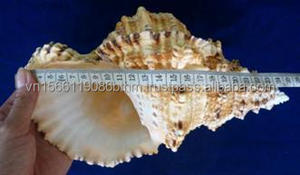 หอยทากทรัมเป็ตคุณภาพส่งออก สดใหม่ พร้อมจัดส่งจำนวนมากทั่วโลก - Product Image 4