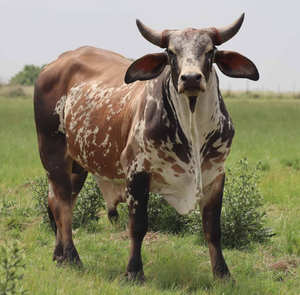 Approvisionnement en gros de bétail Nguni de NMF (PVT) LTD - Longue durée de conservation, Afrique du Sud, pour les commerçants en bétail et les propriétaires de ranchs - Product Image 2