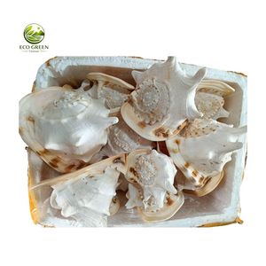 Conchas Marinas Naturales Tutufa Bubo, Decoración Rústica y Ecológica para el Hogar, Manualidades con Conchas Espinosas Blancas Pulimentadas y Crudas - Product Image 5
