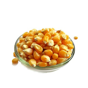 Maíz Forrajero de Primera Calidad al por Mayor, Grado Premium para Alimentación Animal, Listo para Envío y Exportación - Product Image 1