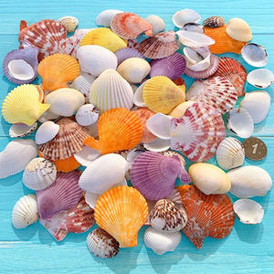 Libera tu creatividad con versátiles cuentas de conchas marinas, conchas de cauri y conchas marinas naturales de Vietnam. - Product Image 6