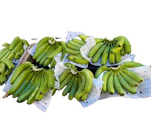 [Nueva Cosecha] Plátano Cavendish Fresco Estándar de Exportación, Suministro Directo de Fábrica - Product Image 1