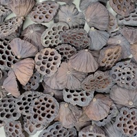 Vente chaude Naturel Écologique Plante Botanique Maison Partie Boutique Décor Lotus Pod pour Pot-pourri Aquarium Décoration