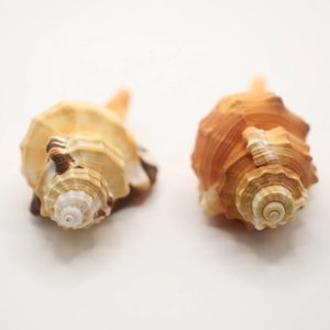 <b>Large</b> sea shell aquarium <b>fish</b> <b>tank</b> <b>ornament</b> cheap price natural seashells beach decor seashell - Product Image 4