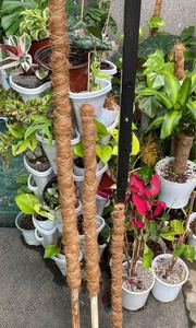 สินค้าขายดี แท่งมอสใยมะพร้าวธรรมชาติ 100% |   เสาปลูกต้นไม้จากใยมะพร้าว ทำมือ เป็นมิตรกับสิ่งแวดล้อม - Product Image 6
