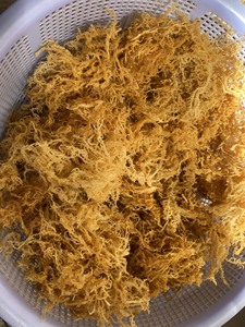 WHOLESALE DRIED SEA MOSS/IRISH SEA MOSS// Ms. Lima - Product Image 3
