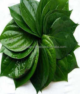 Productos Agrícolas de Seis Estaciones, Hoja de Betel Fresca de Calidad de Exportación, Hoja de Paan Verde Natural, Suministro a Granel - Product Image 5