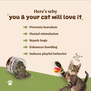 Poudre de Catnip Naturelle Séchée pour Chats, Herbe Fraîche, Feuilles de Catnip 20 Mesh, Catnip Broyé, Matière Végétale Premium pour Animaux de Compagnie, Vente en Gros - Product Image 5