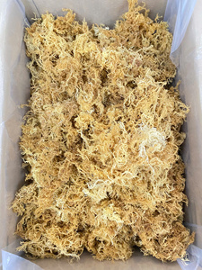 Musgo Marino Morado Silvestre / Musgo Marino Seco de Vietnam / Sra. Lima - Product Image 4