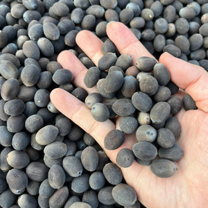Vietnam Premium Grade BLACK LOTUS SEEDS Bulk Supply at Competitive Price <b>Nuts</b> & <b>Kernels</b> - Product Image 3