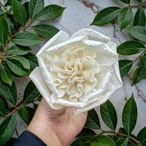 VADEE SOLA WOOD FLOWER Handmade Sustainable Ivory English Rose Sola Wood Flowers 8.5 CM Sesbania Plant Fiber Rod From Thailand - Product Image 4