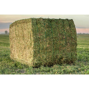 Suministro directo de fábrica de heno de alfalfa para granjas comerciales, distribuidores de alimentos para ganado y exportadores. - Product Image 4
