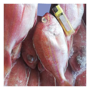 Pescado de cebreja negra/roja de la más alta calidad al mejor precio, suministro directo del Reino Unido, stock fresco a granel disponible para exportación. - Product Image 1